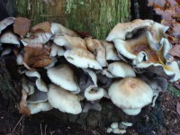 /album/amerongen/dsc00496-jpg/
