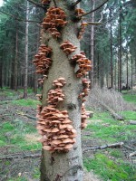 /album/amerongen/dsc00497-jpg/