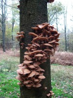 /album/amerongen/dsc00498-jpg/