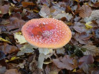 /album/amerongen/dsc00501-jpg/