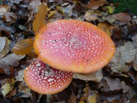 /album/amerongen/dsc00502-jpg/