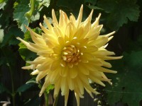 /album/bloemen/dahlia-jpg/