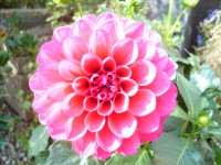 /album/bloemen/dahlia-1-jpg/