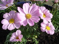 /album/bloemen/dsc00199-jpg/
