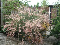 /album/bloemen/dsc00207-jpg/