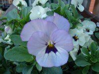 /album/bloemen/dsc00214-jpg/