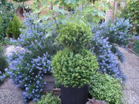 /album/bloemen/dsc00234-jpg/