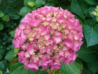 /album/bloemen/dsc00252-jpg/