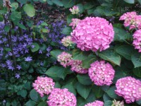 /album/bloemen/dsc00262-jpg/