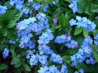 /album/bloemen/dsc00318-jpg/