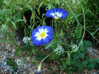 /album/bloemen/dsc00339-jpg/