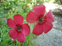 /album/bloemen/dsc00354-jpg/