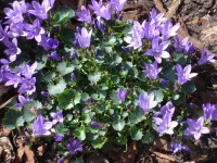 /album/bloemen/dsc00630-jpg/