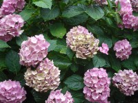 /album/bloemen/hortensia-jpg/