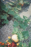 /album/moestuin/a2-jpg/