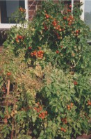 /album/moestuin/a3-jpg/