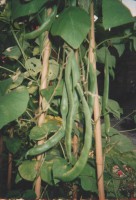 /album/moestuin/a4-jpg/