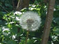 /album/bloemen/dsc01600-jpg/
