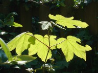 /album/bloemen/dsc01608-jpg/