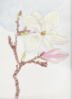 Magnolia - aquarel
